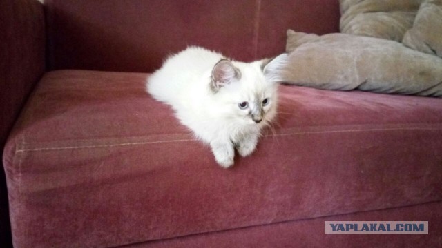 Котовторник