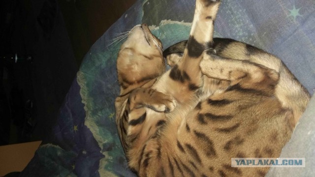 Котовторник 30.01.2018