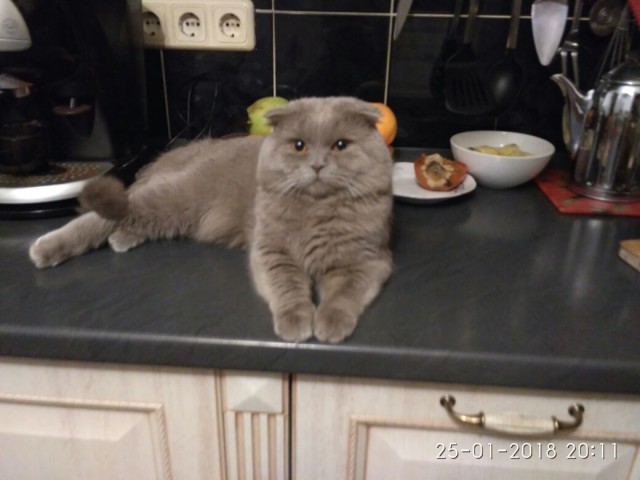 Котовторник  13.02.2018