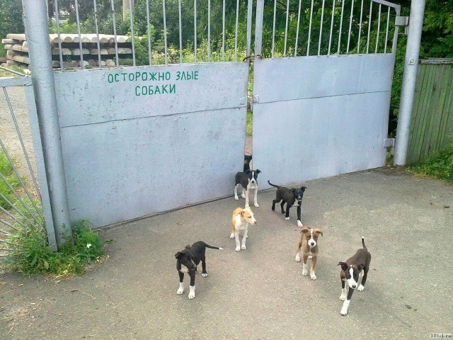 Живность из сети