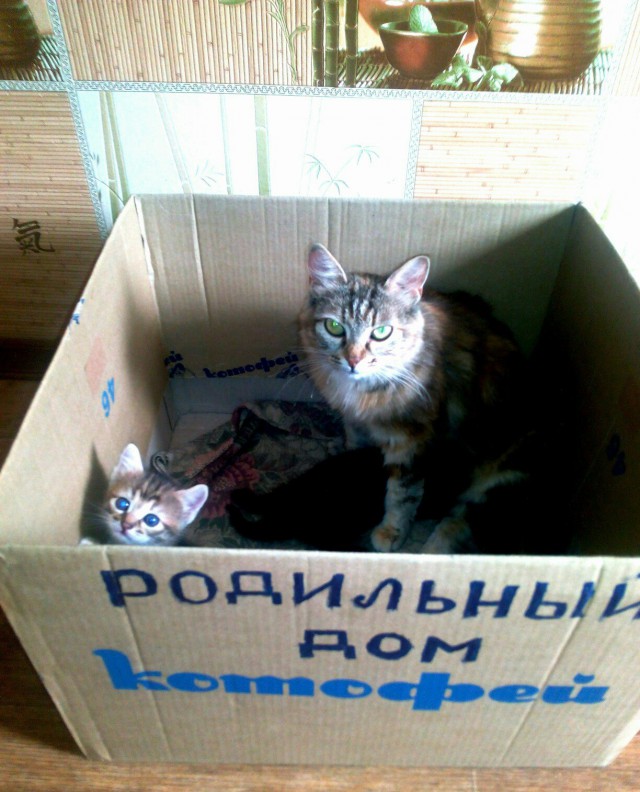 Живность из сети
