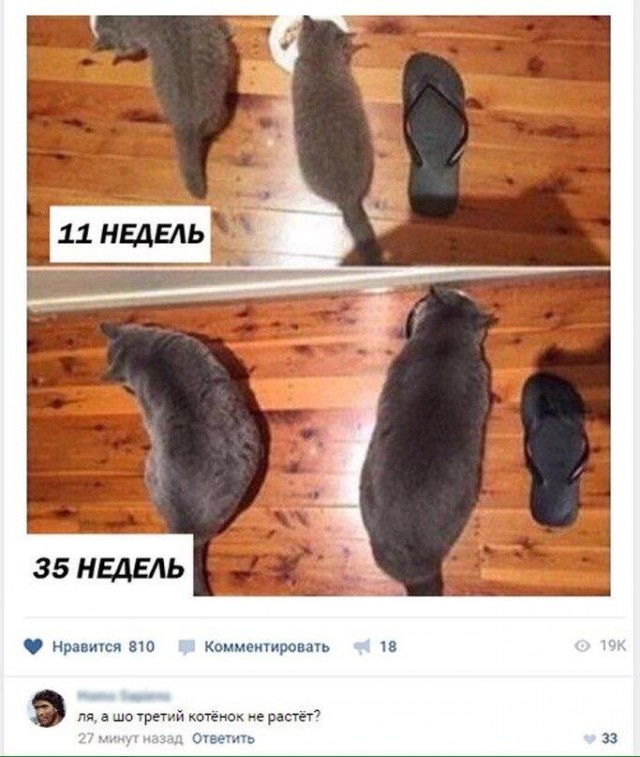 Юмор и несуразности в картинках