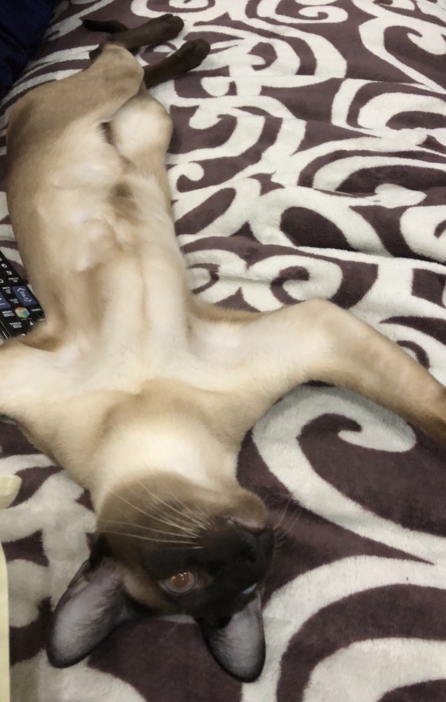 Котовторник  06.03.2018