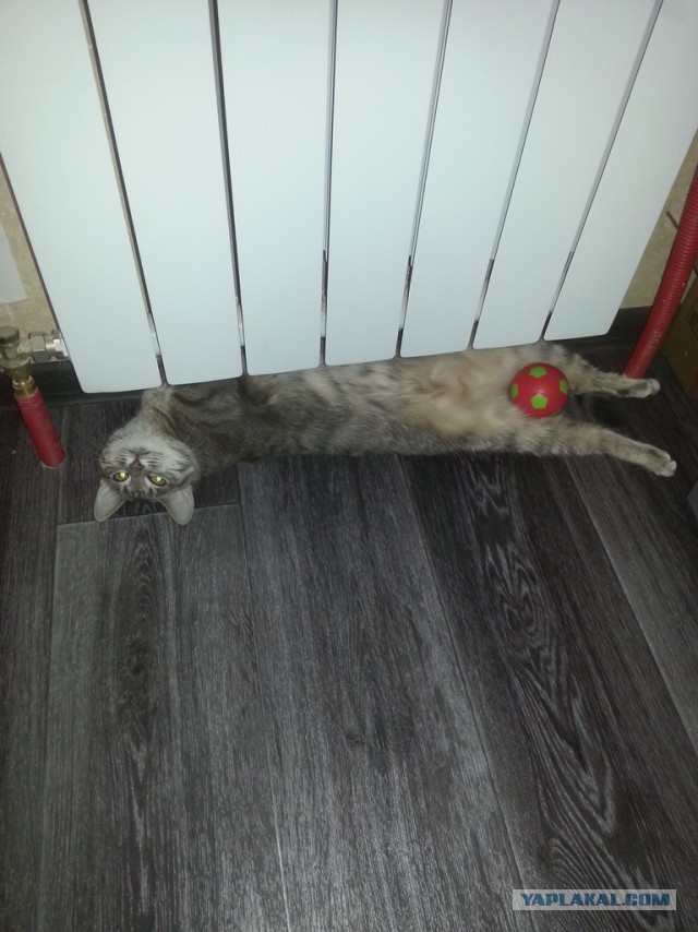 Котовторник ждали? А вот и он!