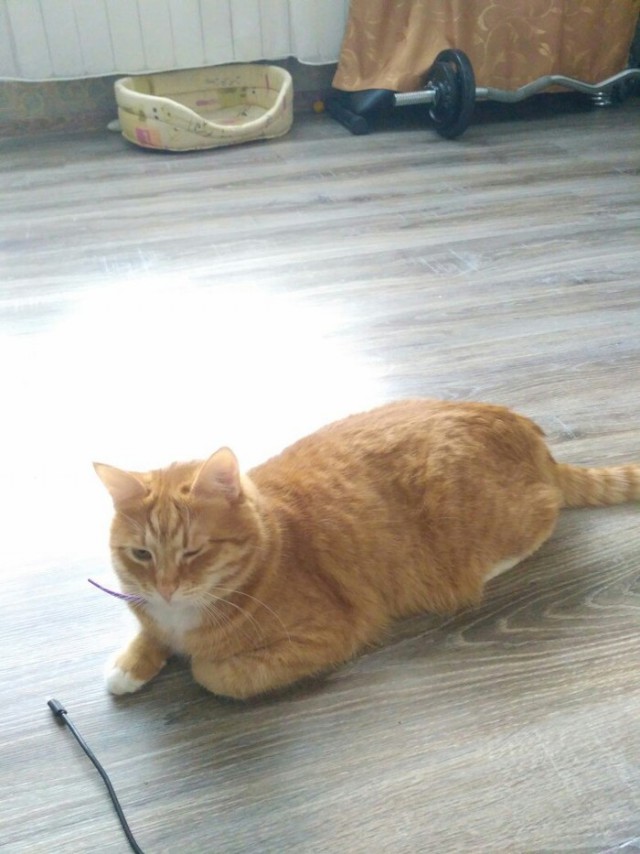 Про кота Гермеса, которого сбила машина