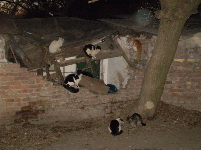 Котомет на вторник (15.04.2008)