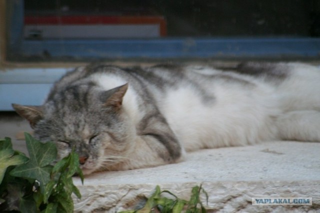 Ура, котовторник! (01.07.2008)