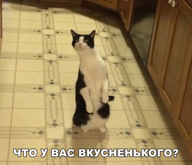 Немного милоты