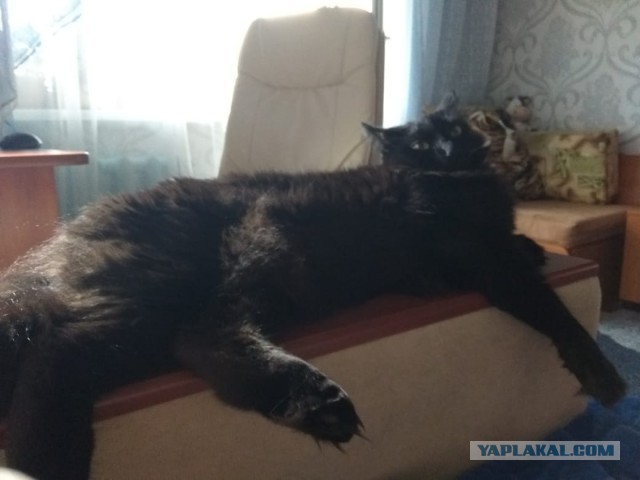 Котовторник  31.07.2018