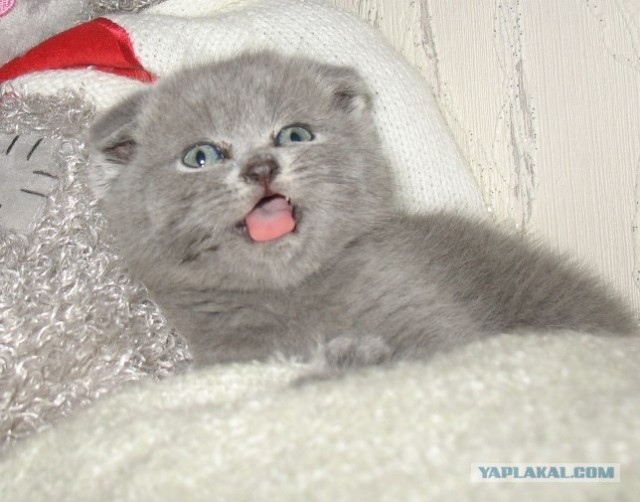 Кошачий язык