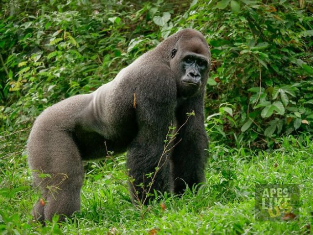 24-летняя горилла встречает крошечное существо в лесу, и его реакция бесценна