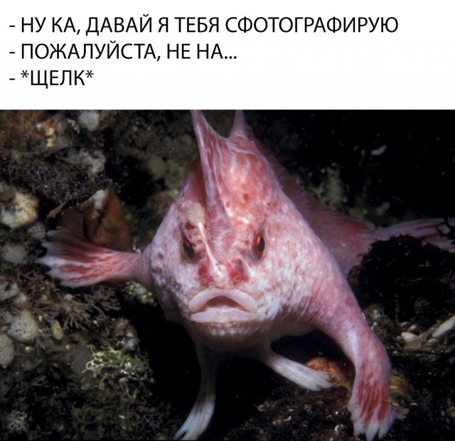 Нестандартный юмор