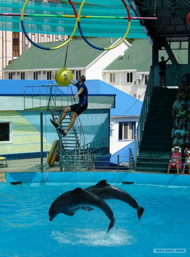 Кто в этом году не успел сходить в дельфинарий?