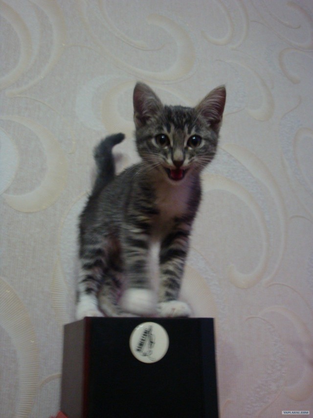 Котовторник - С праздником, котоводы!