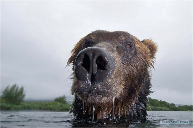 Мишки любят рыбку
