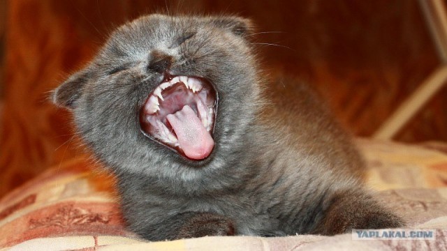 Котовторник (31.01.2012)