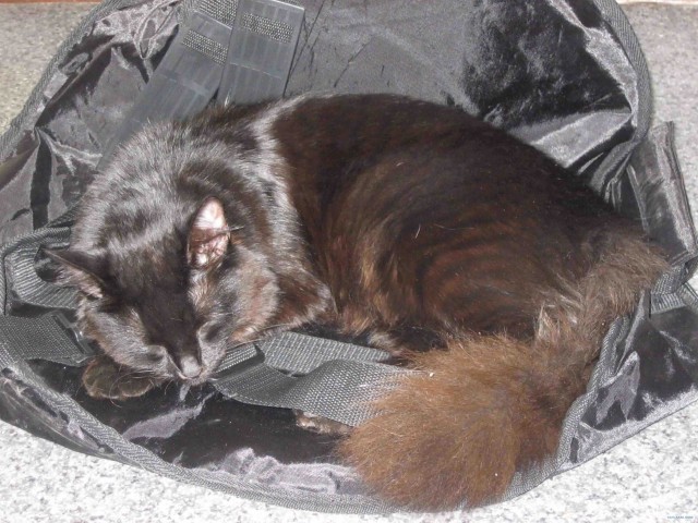 Котовторник! 13.03.2012