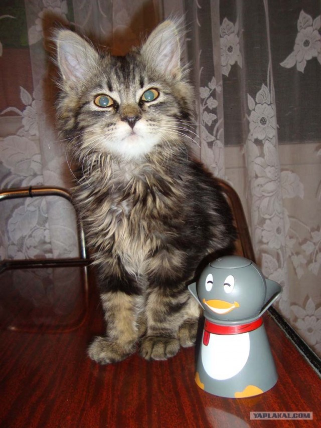Котовторник 20.03.2012