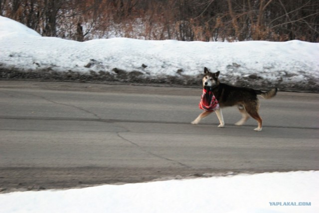 Собако-четверг 29.03.12