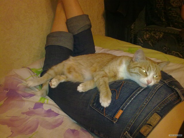 Котовторник 17.04.2012