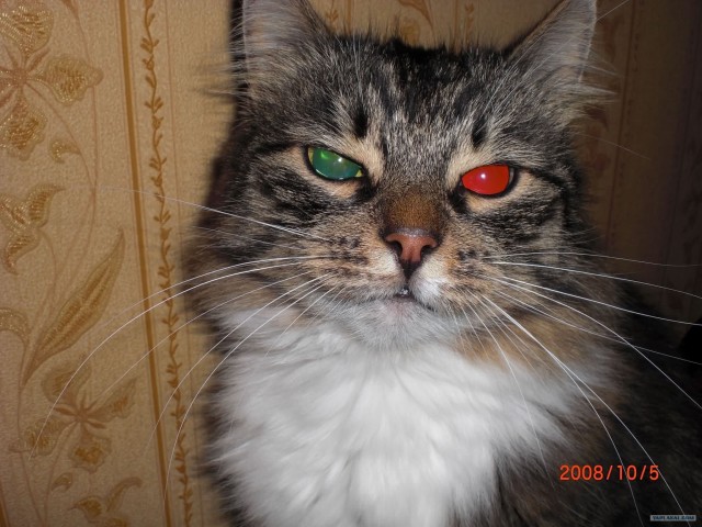 Котовторник 8 мая 2012