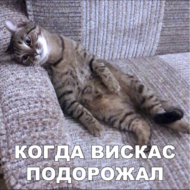 Забавные фото котеек