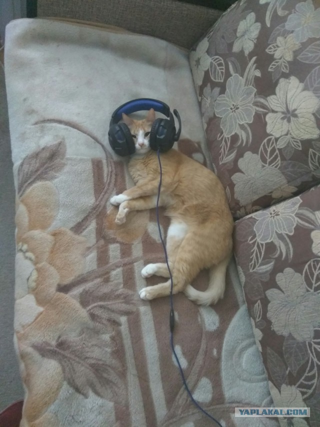Чо, поцоны? Котовторнег?!
