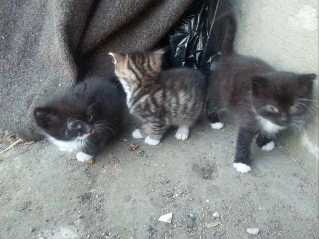 Забавные фото котеек