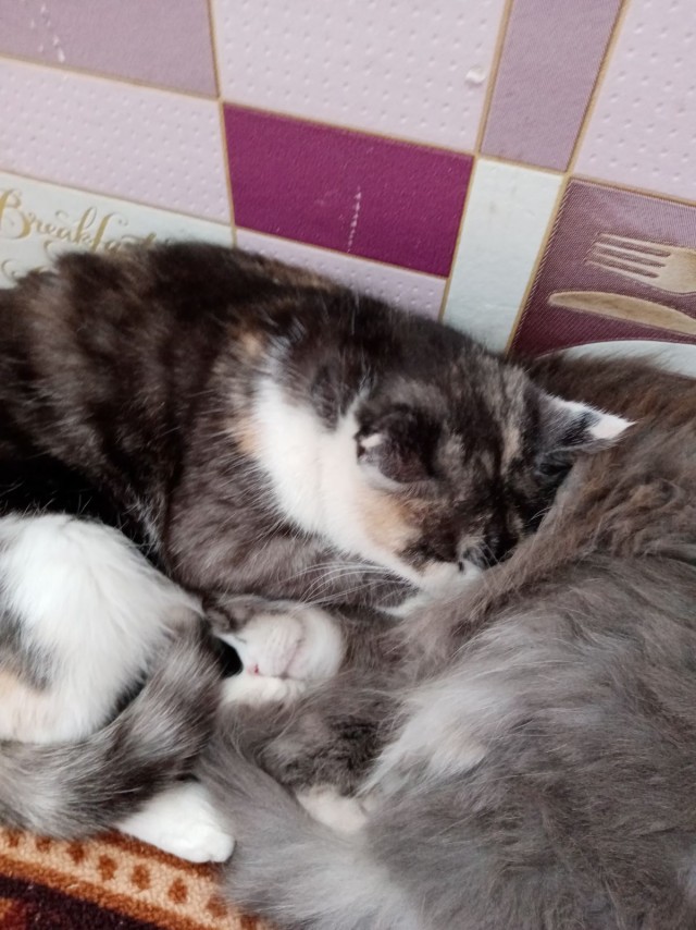 Что значит поза, в которой спит твоя кошка