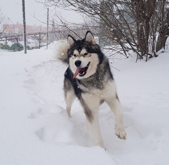 Как мы лечим братьев меньших