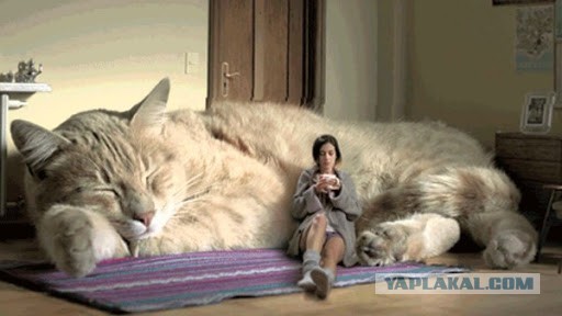 Почему мы не едим кошек