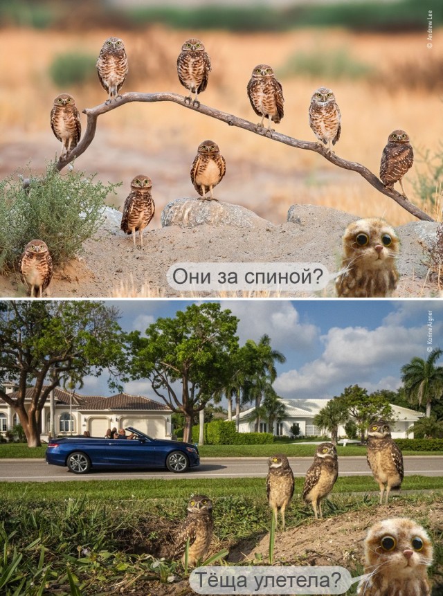 16 завораживающих фотографий дикой природы, показывающих её в прекрасном и странном виде