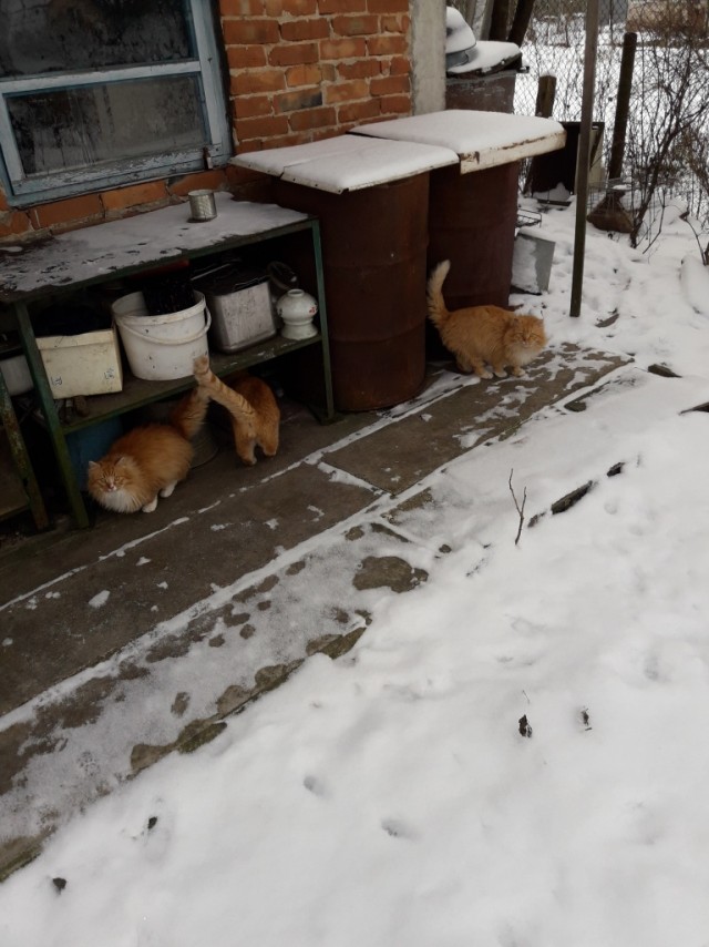 Уличные котаны