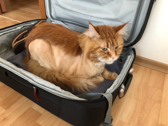 Котовторник же!