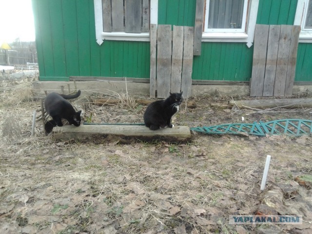 История одного котенка