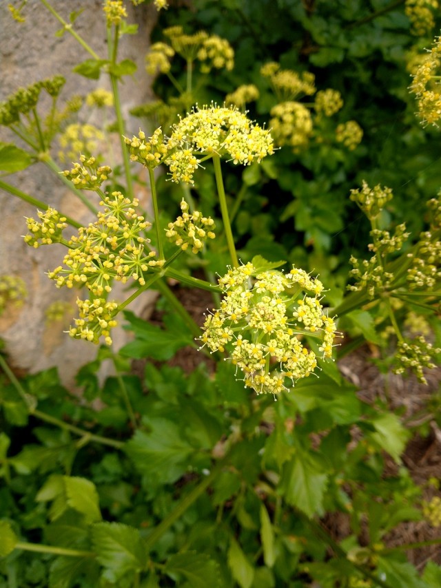 #ДРЯПикник2021! Компот из мяса.