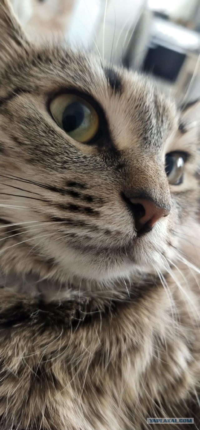С котовторником!