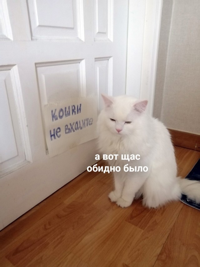 Подборка всякой живности