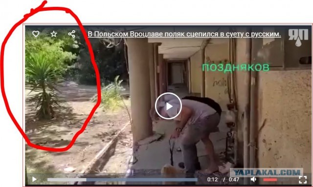 В Польском Вроцлаве поляк сцепился в суету с русским