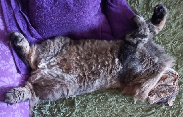 Котовторник 28.09.21