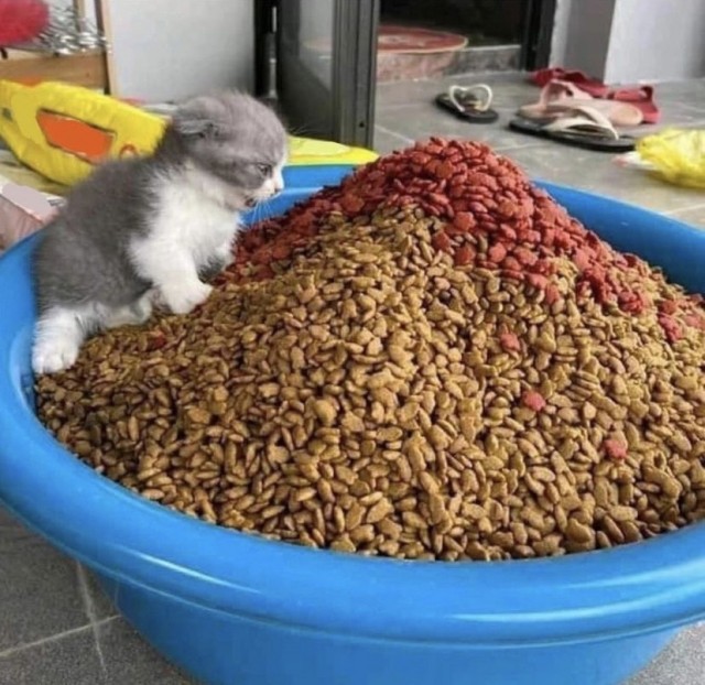 Котовторник так котовторник