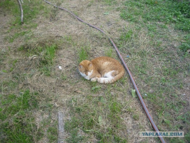 Жизнь домашнего приюта для котеек 399