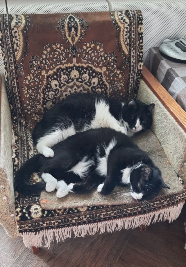 Начну котовторник чуть раньше!