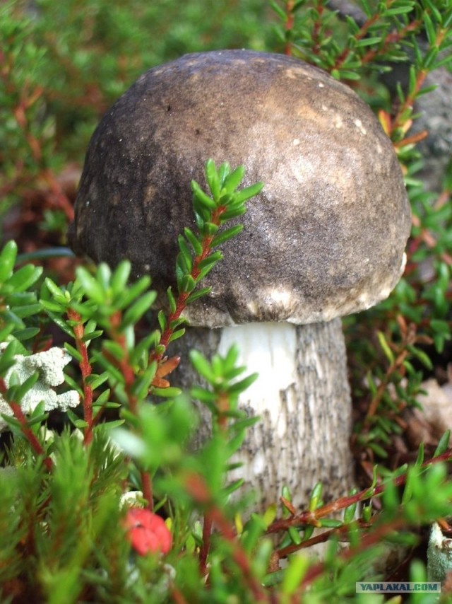 Кольский полуостров