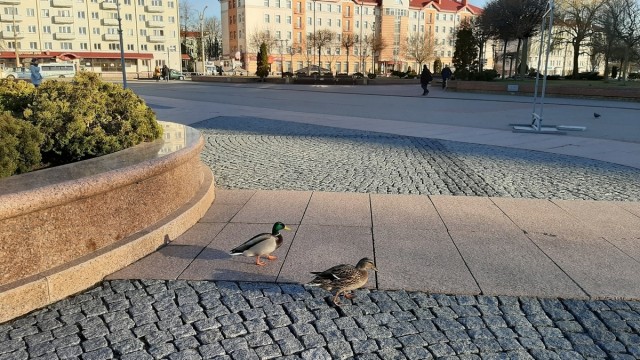 "Нашел его на МКАДЕ, прыгал по бордюру, вот взял, теперь кормлю"