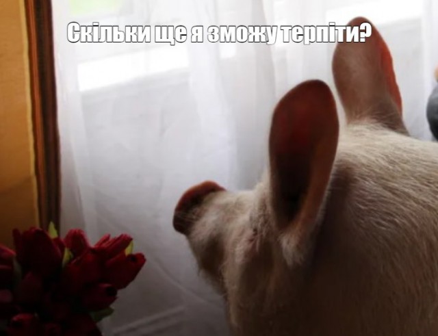 Госдума приняла закон о штрафах до 5 миллионов рублей за осквернение георгиевских лент