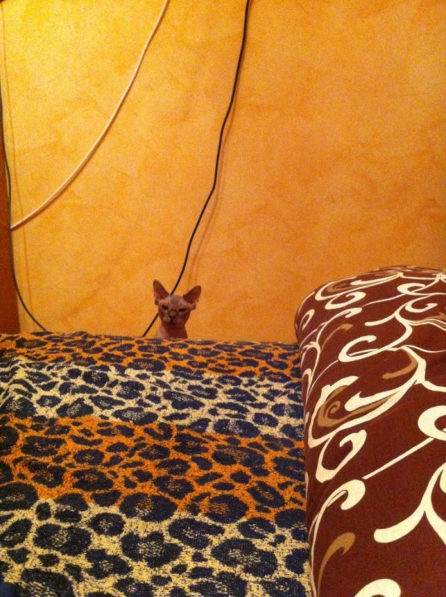 Наказали кота за собственные тапки!