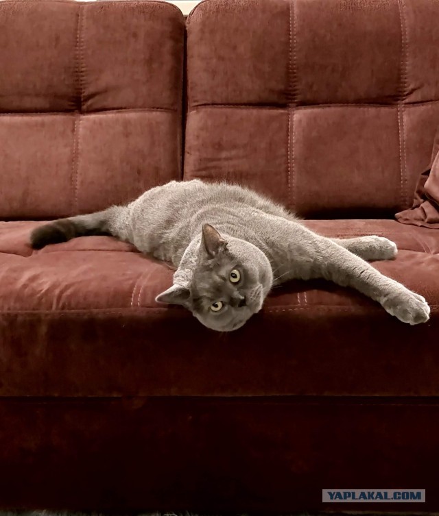 Совпало же? В котовторник