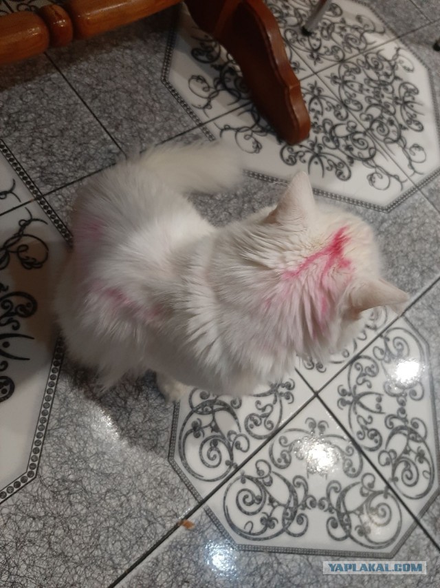 Самый грустный котик