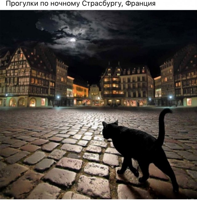 Не только котовторник, а еще и Всемирный день кошек!